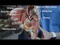Female reproductive system -  internal organs (part 1)