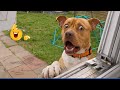 When Dogs Surprise Humans in the Craziest Ways 🤪 Funny Animal and Human Videos 2025
