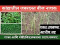 कांद्यासाठी जबरदस्त बीज नाशक||गवत उगवण्या आधीच संपूर्ण नष्ट||गाजर आणि मोदी (चिऊ)गवत रामबाण उपाय||