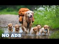 12 Hours of Dog TV for Dogs to Watch 🐶 Anti-Anxiety Video for Dogs Left Home Alone - Calm Dog Music