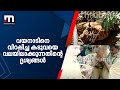 വയനാടിനെ വിറപ്പിച്ച കടുവയെ വലയിലാക്കുന്നതിന്റെ ദൃശ്യങ്ങള്‍ | Mathrubhumi News | Wayanad Tiger