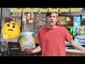 What does your bird really need for food?