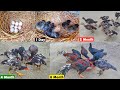 Chicks fast growth video Day 1 to 8 Month || complete growth video of silver hen baby