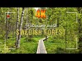 Relaxing Forest Walk – Sweden in 4K | Natural Sounds Only