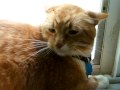 Orange Tabby Cat Mad when kitten moves in house