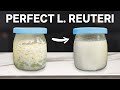 Making Perfect L. Reuteri Yogurt Every Time!