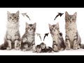 Kittens to Cats growing up Time lapse Dance