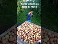 colheita da maçã 2022