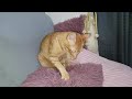 A kneading orange cat | CatsLifePH