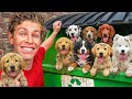 I Found 8 Lost Puppies in a Dumpster!