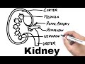 Kidney Diagram Easy | YoKidz Channel | YoKidz Drawing