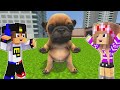 Adoptamos y entrenamos un perrito Pibble en Minecraft: ¡No creerás lo que pasó!