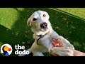 Family Teaches Sign Language To Their Rescue Dog | The Dodo