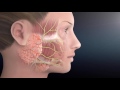 Facial Nerve Anatomy | The Facial Paralysis Institute