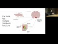 “Disentangling the Neural Circuits that Drive Glucose Mobilization” by Alison Affinati, MD, PhD