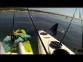 Great White Tests Kayak Anglers' Nerves - Jukin Media Verified (Original)