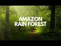 Amazon Rainforest : The Lungs of our Planet