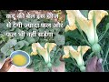कद्दू की बेल पर इसे बस एक बार डालिए, इतने ज्यादा फल आएंगे और फल भी नहीं सड़ेगा