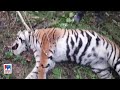 വയനാട് കടുവ ചത്ത നിലയിൽ; അന്വേഷണം | Wayanad | tiger