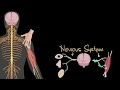 Nervous system (central \u0026 peripheral) | Control \u0026 Coordination | Biology | Khan Academy