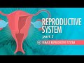 Reproductive System, Part 1 - Female Reproductive System: Crash Course Anatomy \u0026 Physiology #40