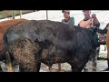 13 juta !! BELGIAN Super Harga Murah Meriah ?!! Pasar Sapi Babat Lamongan 