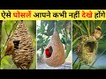 चिड़िया का घोसला | 10 Most Amazing Birds Nests In The World | Chidiya Ghosla Kaise Banati Hai