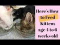 What \u0026 How to Feed Kittens age 4 to 6 Weeks old