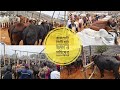 রাজশাহী সিটি হাট ২৮/১২/২০২৫ রবিবার বলদ ও মহিষের দরদাম part=01