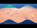 Structure of the Cell Membrane