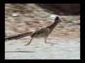 Roadrunner 26 mph