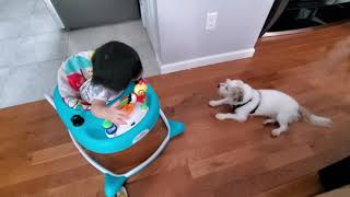 baby einstein sky explore walker