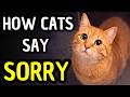 Your Cat Is Apologizing (You Just Don't Realize It)