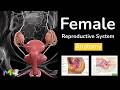 FEMALE REPRODUCTIVE SYSTEM ANATOMY \u0026 PHYSIOLOGY