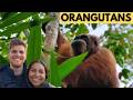 Wild Orangutans 🦧 in Bukit Lawang, Sumatra | 2 Day Trek + Rafting