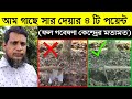 আম গাছে সার দেয়ার সঠিক পদ্ধতি (৪টি পয়েন্ট)! কী কী সার দিব ? কতবার-কখন দিব? ফল গবেষণা কেন্দ্রের মতামত