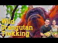 Our INSANE Trek Finding Wild Orangutans In Bukit Lawang, Indonesia | Up Close Footage