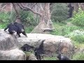 chimps vs. raccoon