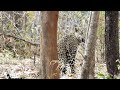 Leopard Behaviour in the Wild | Tadoba Andhari Tiger Reserve | Agarzari Gate | 05/03/26