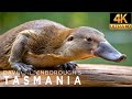 David Attenborough | Tasmania | Documentary