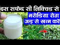 इस सफेद सी लिक्विड से मरोडिया रोग जड़ से खत्म करें || Mirch Ka Marodia Kaise Dur Karen || Leaf Curl