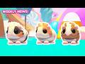 🙀 GUINEA PIGS? 👀 Weekly News! 🗞️ Adopt Me! on Roblox