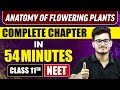 ANATOMY OF FLOWERING PLANTS IN 54 MINUTES | Full Chapter Revision | Class 11 NEET