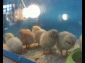 Chick Cam Live - Day 3
