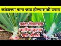 कांदा पिकाची मान दांड पोगर जाड होण्यासाठी उपाय | कांदा पातींचा फुटवा | kanda pik | कांदा खते औषधे