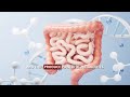 How Does Your Gut Microbiota Impact Your Immune System | Modern Immunoinformatics