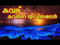 കവരിന് പിന്നിലെ ചതി | Kavaru | Kavaru Kumbalangi Nights | Kavaru Kumbalangi | Kavaru in Kerala