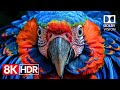 Crystal Detail — 8K HDR 60fps Dolby Vision Masterpiece (4K / 8K TV)