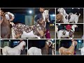 Big Size Heavyweight Khassi Goats of Alam Bhai at Classic Goat Farm Padgha
