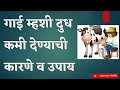 गाई म्हशी दुध कमी देण्याचे कारणे व उपाय || Causes of milk drop in cow and buffalo||